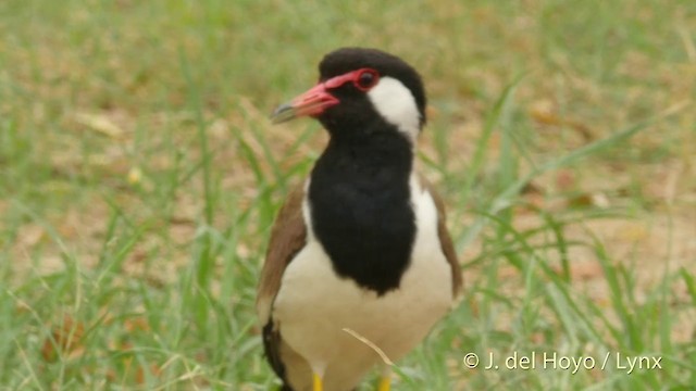 Red-wattled Lapwing - ML201424421