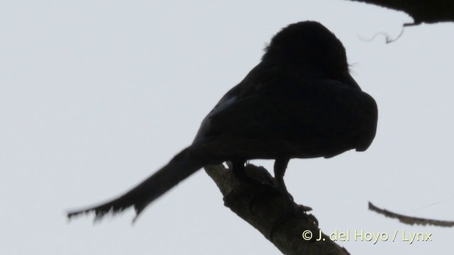 Kara Drongo - ML201424461