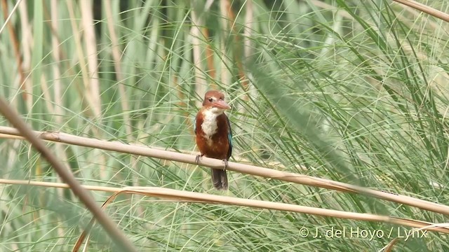 White-throated Kingfisher - ML201424481