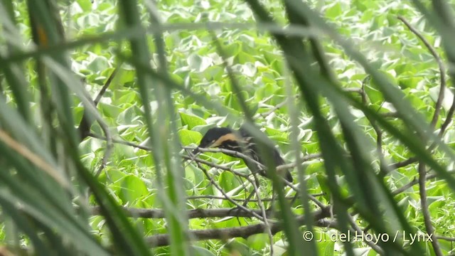 Black Bittern - ML201424491