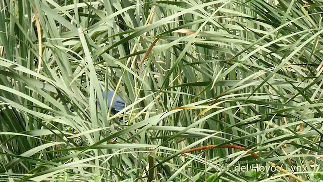 Gray-headed Swamphen - ML201424541