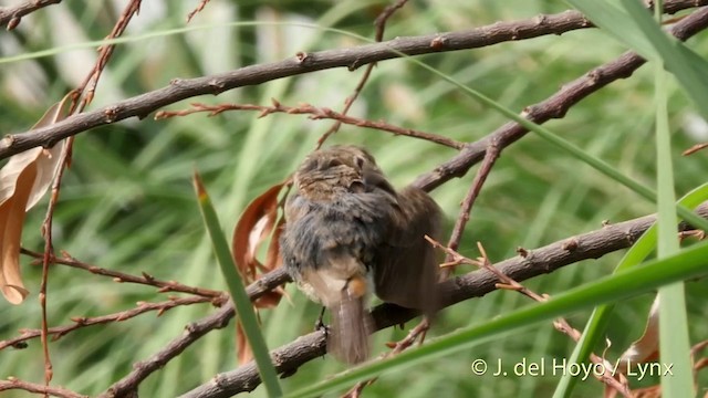 Pied Bushchat - ML201424551