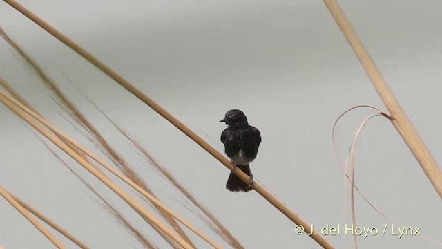 Pied Bushchat - ML201424561
