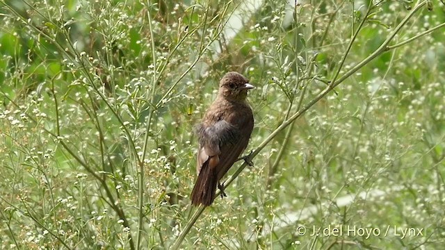 Pied Bushchat - ML201424571