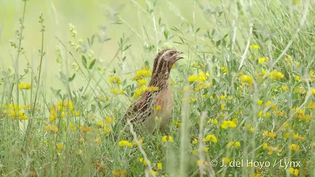 Caille des blés - ML201425001