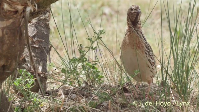 Common Quail - ML201425011