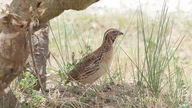 Common Quail - ML201425021