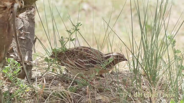 Common Quail - ML201425041