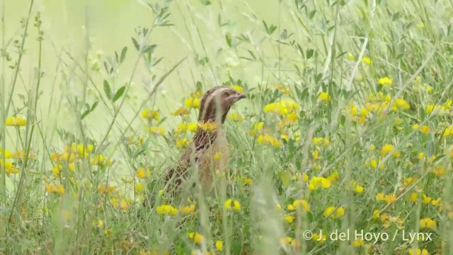 Common Quail - ML201425081