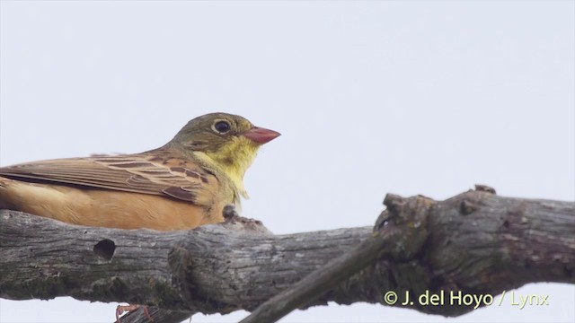 Ortolan Bunting - ML201425091