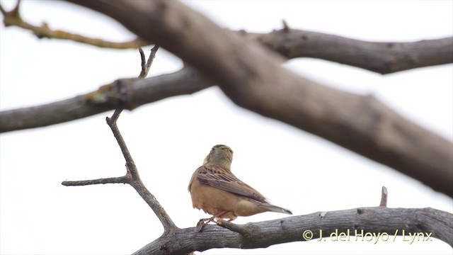 Ortolan Bunting - ML201425121