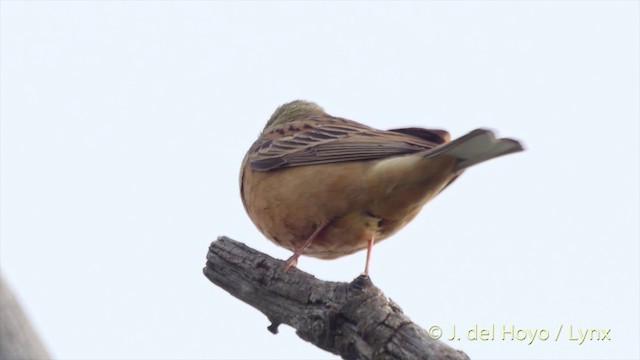 Ortolan Bunting - ML201425131