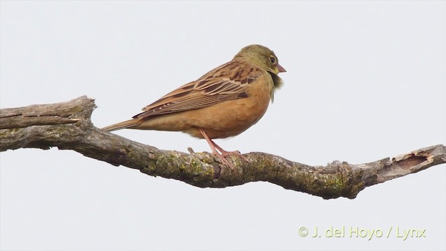 Ortolan Bunting - ML201425141