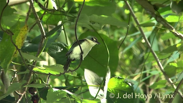 tahitiisfugl (veneratus) - ML201425161