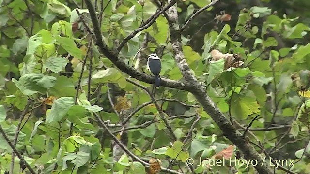 Chattering Kingfisher - ML201425171