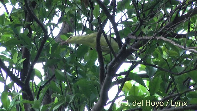 Northern Marquesan Reed Warbler - ML201425221