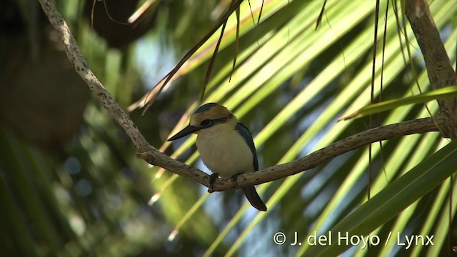 Tuamotu Kingfisher (Niau) - ML201425281