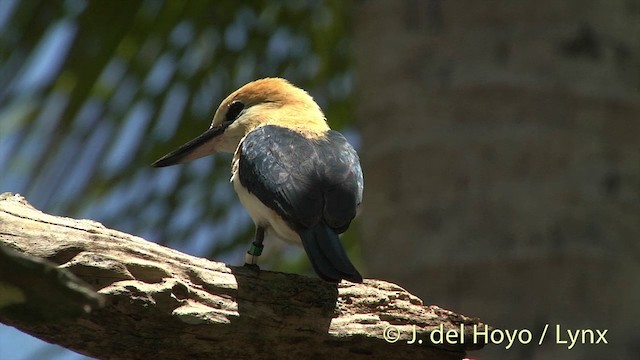 Tuamotu Kingfisher (Niau) - ML201425291