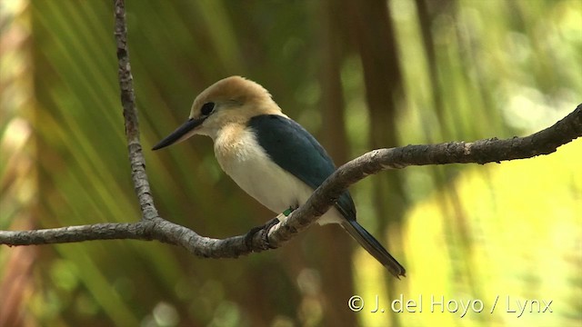 Tuamotu Kingfisher (Niau) - ML201425311