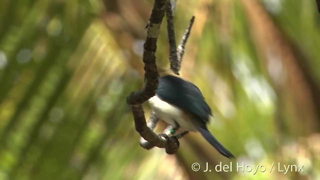 Tuamotu Kingfisher (Niau) - ML201425321