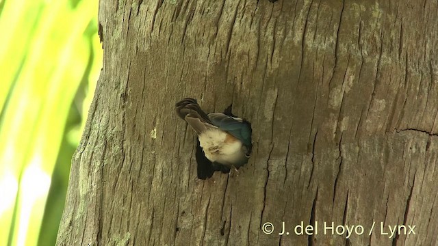 Tuamotu Kingfisher (Niau) - ML201425341