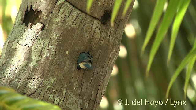 Tuamotu Kingfisher (Niau) - ML201425351