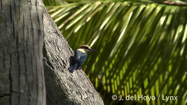 Tuamotu Kingfisher (Niau) - ML201425391