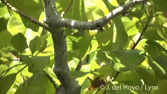 Henderson Island Reed Warbler - ML201425511