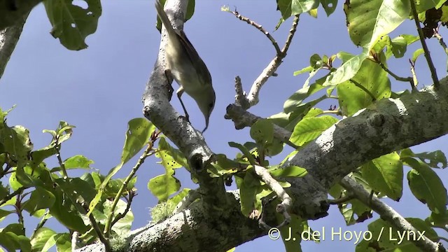 Henderson Island Reed Warbler - ML201425531