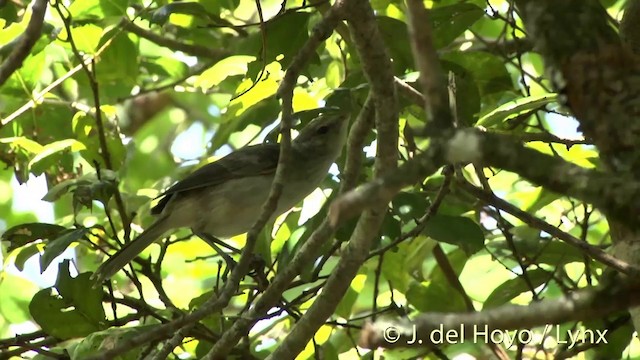 Henderson Island Reed Warbler - ML201425541