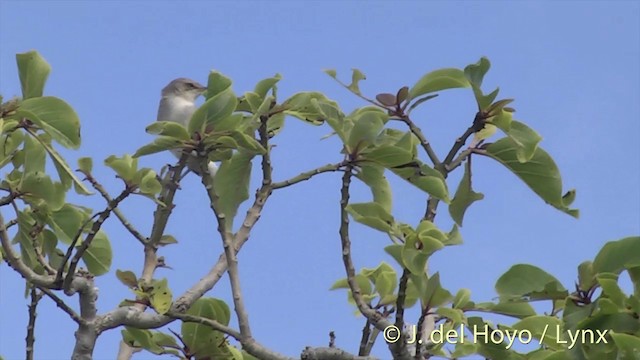 Henderson Island Reed Warbler - ML201425551