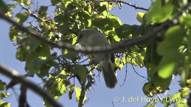 Henderson Island Reed Warbler - ML201425561