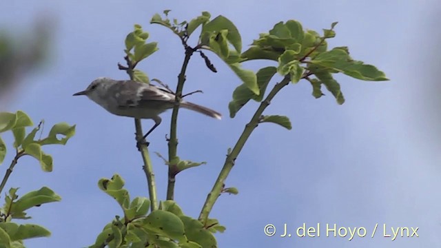 Henderson Island Reed Warbler - ML201425571