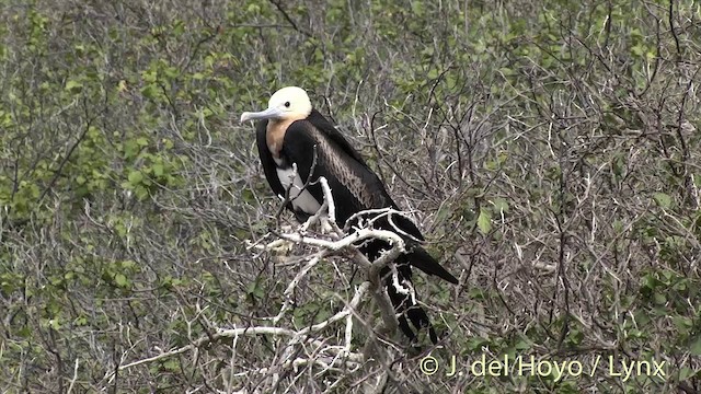 Rabihorcado Grande - ML201425611