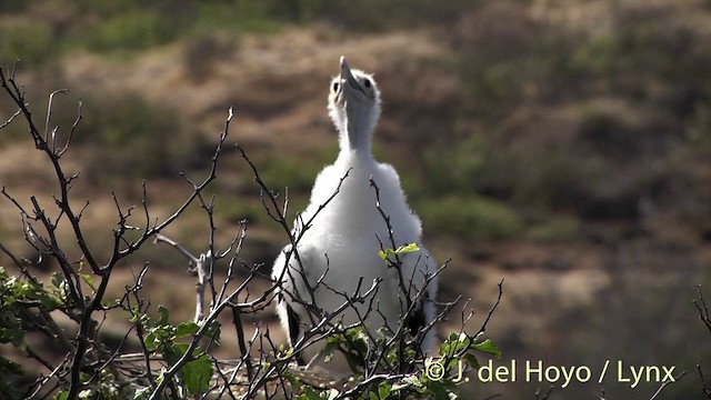 Rabihorcado Grande - ML201425651