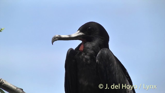 Rabihorcado Grande - ML201425661
