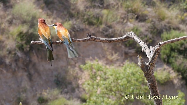 European Bee-eater - ML201425701