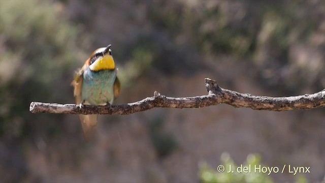 European Bee-eater - ML201425761