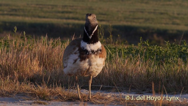 Little Bustard - ML201425811