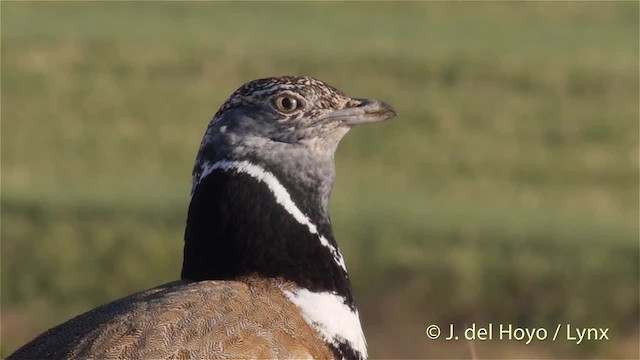 Little Bustard - ML201425851