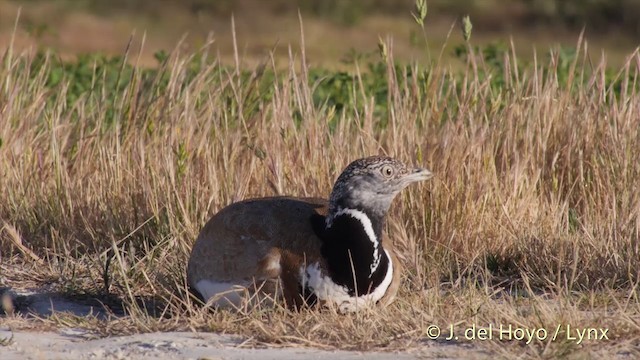 Little Bustard - ML201425871