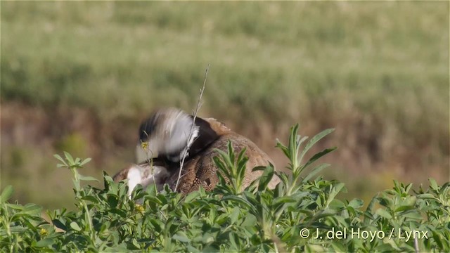 Little Bustard - ML201425901