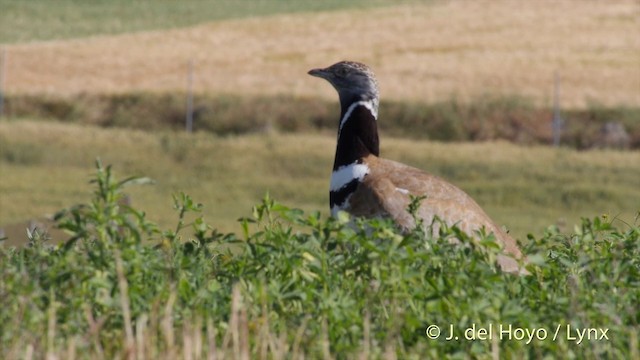 Little Bustard - ML201425931