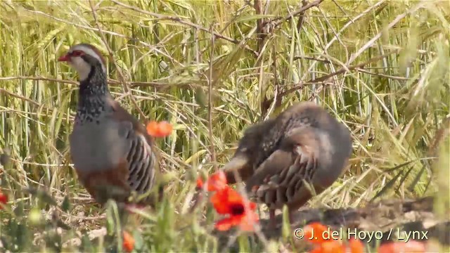 Red-legged Partridge - ML201426021