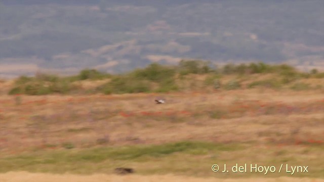 Montagu's Harrier - ML201426141