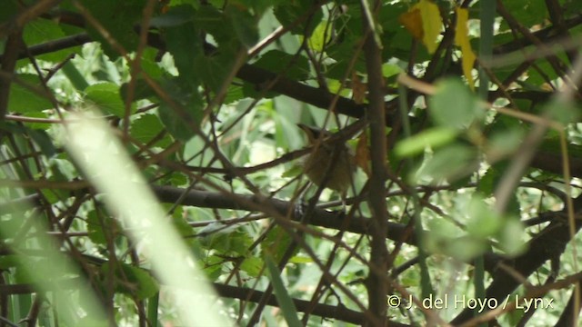 Striated Babbler - ML201426281