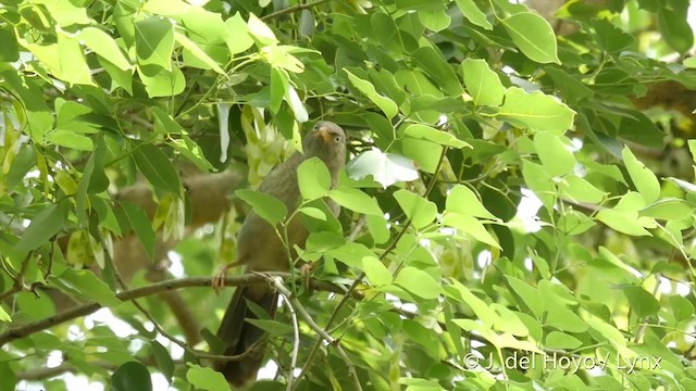 Dschungeldrosselhäherling [striata-Gruppe] - ML201426291