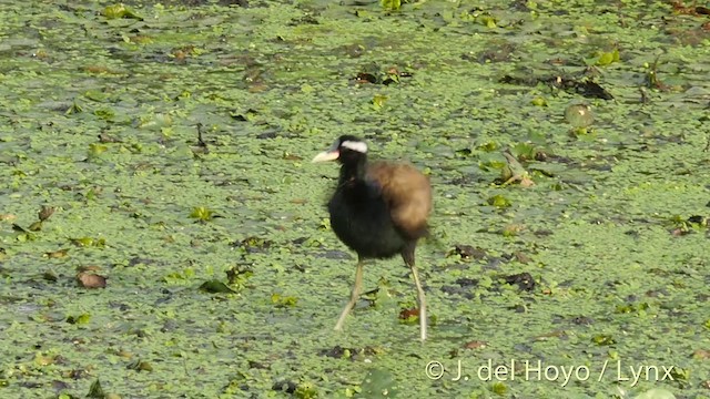 Jacana Bronceada - ML201426321