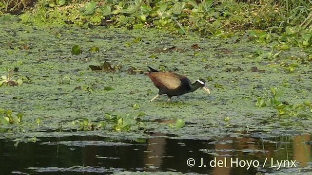 Bronzeblatthühnchen - ML201426331