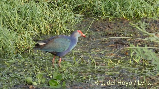 Gray-headed Swamphen - ML201426371